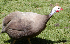 Buff Dundotte Guinea fowl