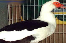 Muscovy