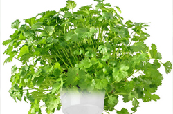 Coriander