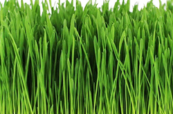 Wheat Grass