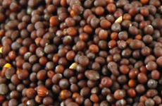 Mustard Seeds