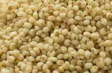 Varagu  Kodo Millet