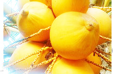 YellowCoconut