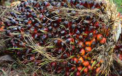 oil Palm