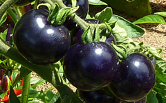 Black Tomato