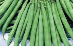 Green Beans- Hybrid