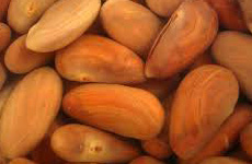 JackfruitSeeds