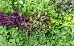 Micro Greens PakChoi