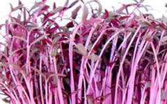 Micro Greens Amaranth