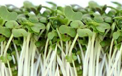 Micro Greens Mustard