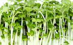 Micro Greens PakChoi