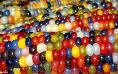 OrganicIndianColorCorn