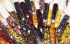 OrganicIndianCorn