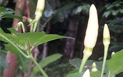 White Bird Eye Chilli