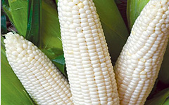 White Corn