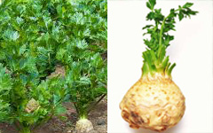 celeriac