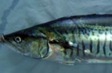 spanish macro fish